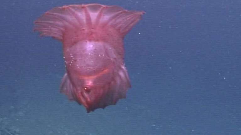 «Aκέφαλο κοτόπουλο τέρας» κινηματογραφήθηκε πρώτη φορά στον νότιο ειρηνικό