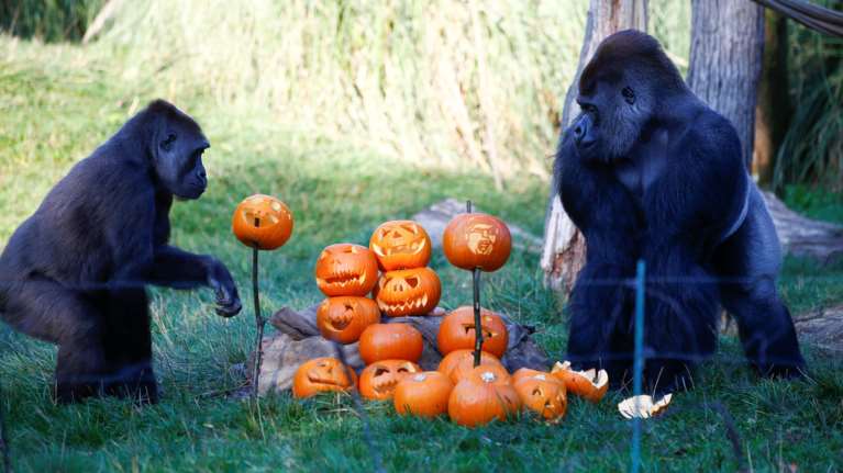 Πάρτι με... κολοκύθες:Χάλογουιν στον ζωολογικό κήπο του Λονδίνου