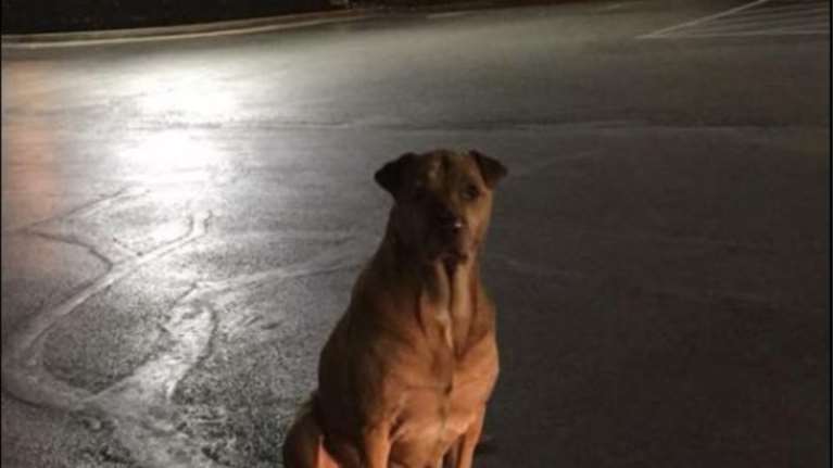 ΗΠΑ: Σκυλίτσα παρίστανε την αδέσποτη σε φαστ φουντ για να τρώει burger!