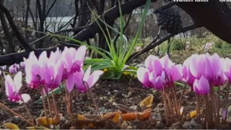 Μάτι: Τα Κυκλάμινα της ελπίδας και της αισιοδοξίας απο ψηλά