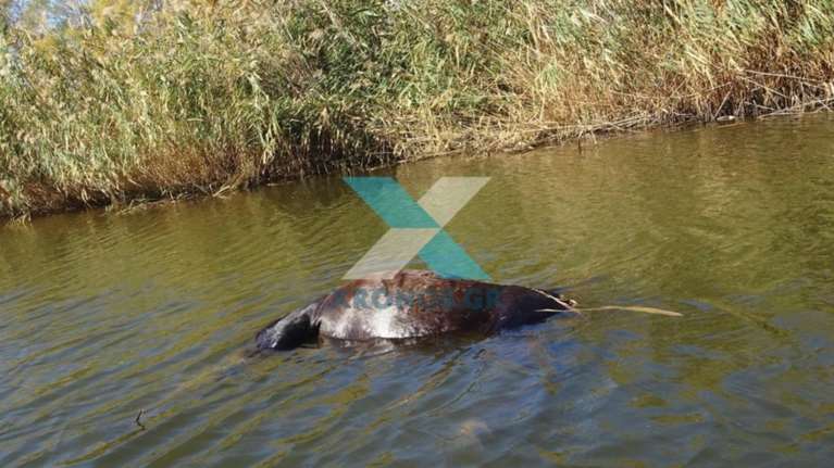 Κτηνωδία στον Έβρο: Νεκρά πέντε άλογα στο ποτάμι