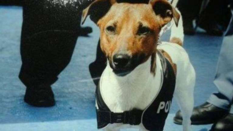 Πότσο, το τζάκ ράσελ που έχει επικηρύξει η ιταλική Μαφία