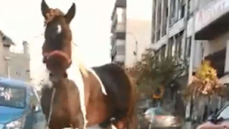 Άλογο βγήκε βόλτα στους δρόμους της Θεσσαλονίκης [βίντεο]