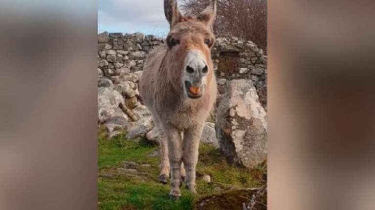 Ο... άλαλος γάϊδαρος που ξαφνικά τραγούδησε όπερα (βίντεο)