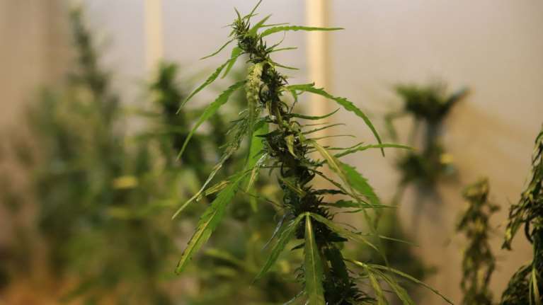 Ένας στους τρείς φοιτητές Ιατρικής παγκοσμίως έχει κάνει χρήση κάνναβης