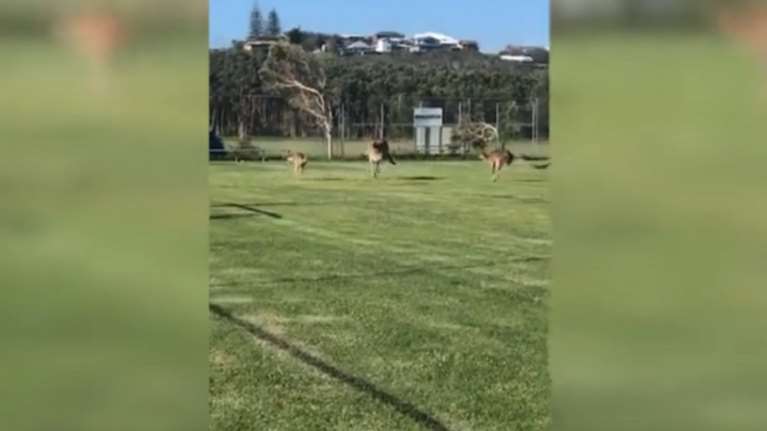 «Συμμορία» άτακτων καγκουρό διακόπτει ποδοσφαιρικό αγώνα (βίντεο)