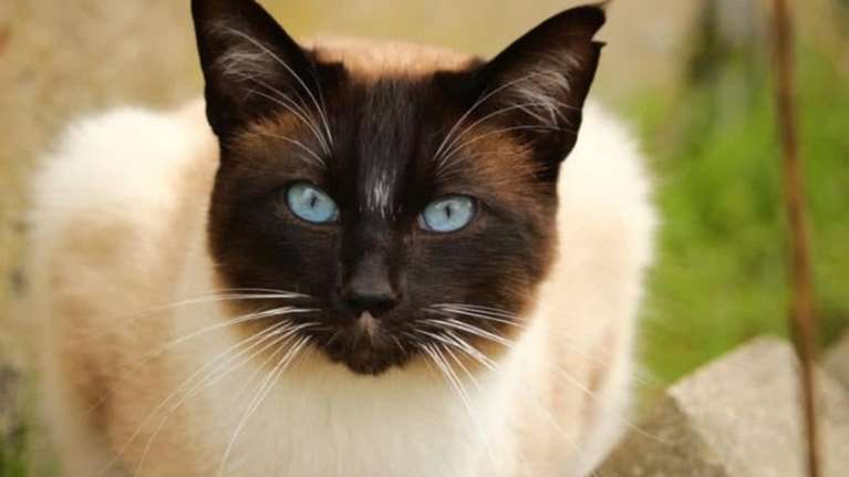 Οι μικρότερες και ομορφότερες γάτες της Ευρώπης ταξιδεύουν στο Ζάγκρεμπ