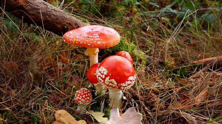 Δηλητηριώδη μανιτάρια στην Ελλάδα: Τι πρέπει να ξέρετε, πώς να τα ξεχωρίσετε