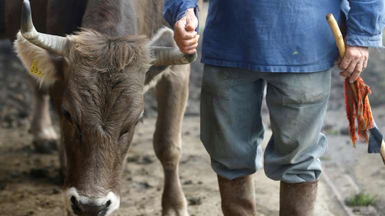 Ελβετία: Οι πολίτες είπαν "όχι" στις "αγελάδες με κέρατα"