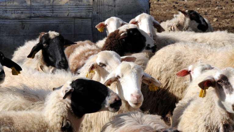 Ζωοκλοπή κατέληξε σε κινηματογραφική καταδίωξη στην Κρήτη