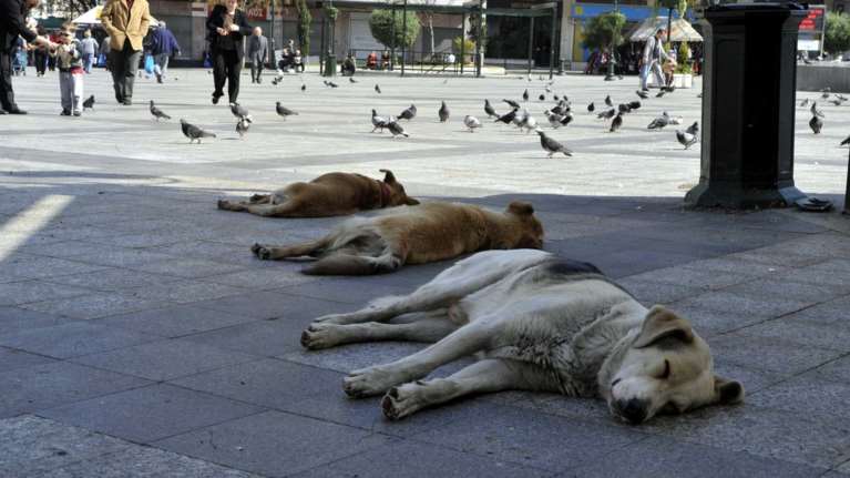 Φυλάκιση και πρόστιμα  για κακοποίηση τριών σκύλων στην Κρήτη