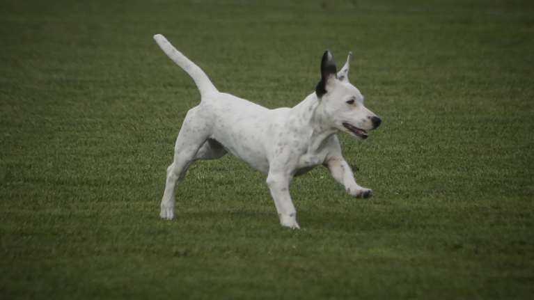 Δύο χρόνια φυλακή και πρόστιμο σε άντρα που σκότωσε αδέσποτο σκυλί
