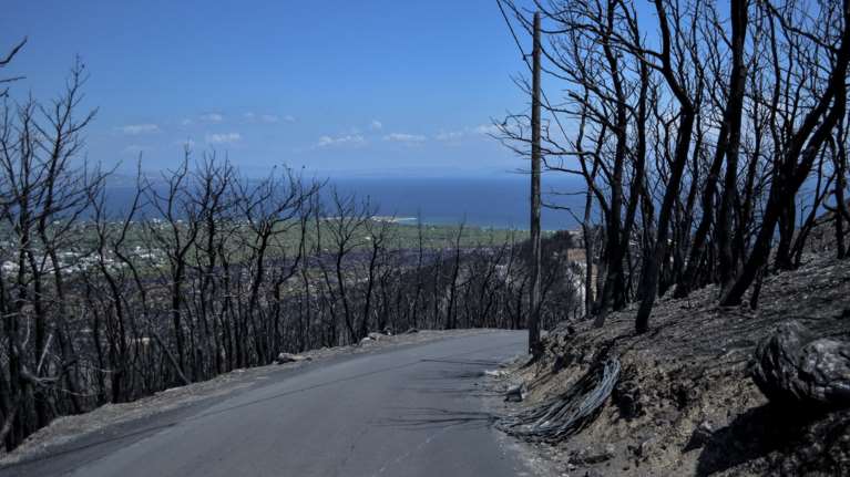 Ανάβουν Χριστουγεννιάτικο δέντρο στο Μάτι- Η ανοιχτή πρόσκληση