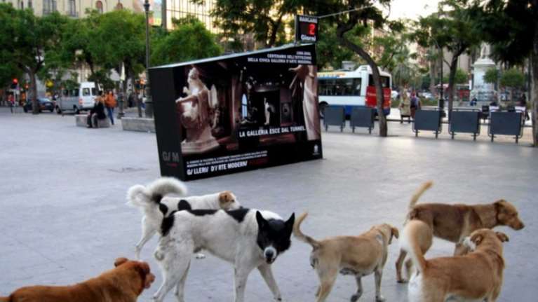 Αντιμέτωπη με φυλάκιση επειδή ταΐζει αδέσποτα