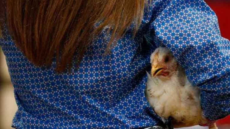 Ζούμε στην «Εποχή του Κοτόπουλου»-Γιατί είναι το πιο εμβληματικό ζώο;