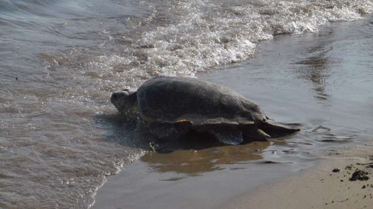Ζάκυνθος: Αριθμός ρεκόρ φέτος για τις φωλιές της Caretta Caretta