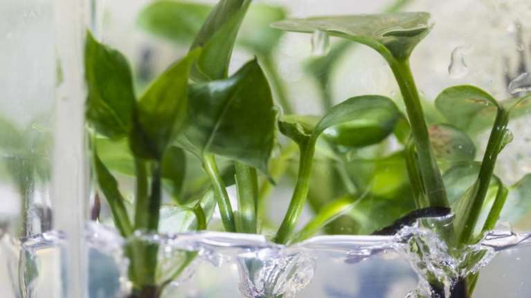 Γενετικά τροποποιημένο φυτό καθαρίζει τον αέρα από ρύπους