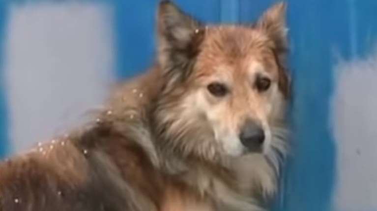 Συγκλονίζει ο σκύλος της Αγγελικής που δολοφονήθηκε από τον πατέρα της