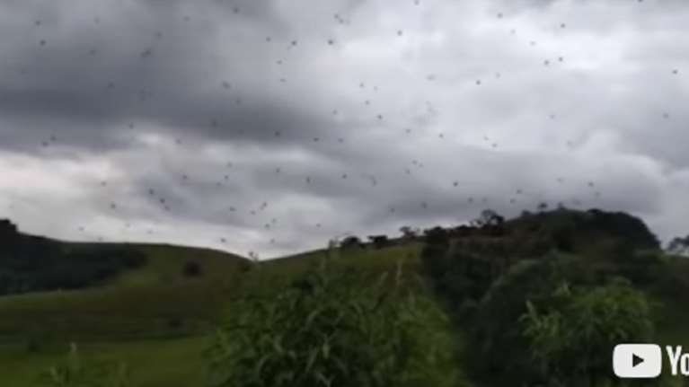 &quot;Βροχή&quot; από αράχνες στη Βραζιλία (βίντεο)