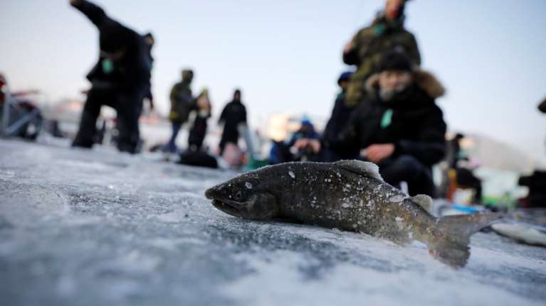 Μαζικοί θάνατοι ψαριών που φθάνουν έως και το ένα εκατ. στην Αυστραλία