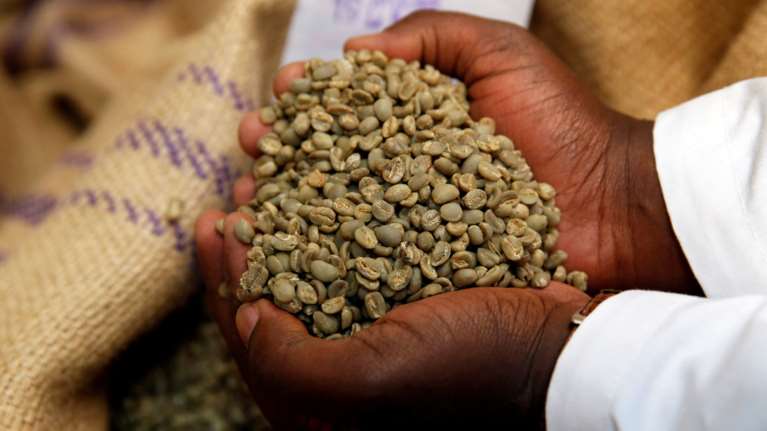 Είδος υπό...εξαφάνιση ο καφές εξαιτίας της κλιματικής αλλαγής