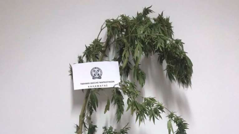 Σπείρα διακινούσε ποσότητες κάνναβης σε Αττική και Βοιωτία