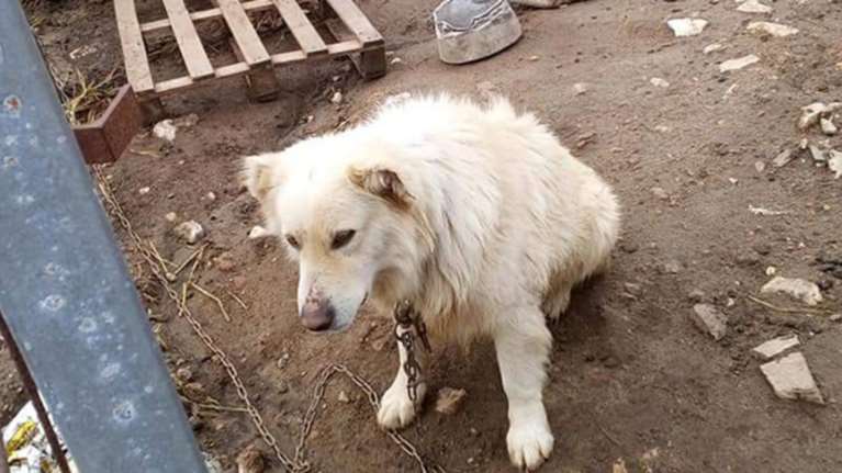 Εξι μήνες φυλακή σε κτηνοτρόφο για κακοποίηση των ζώων του