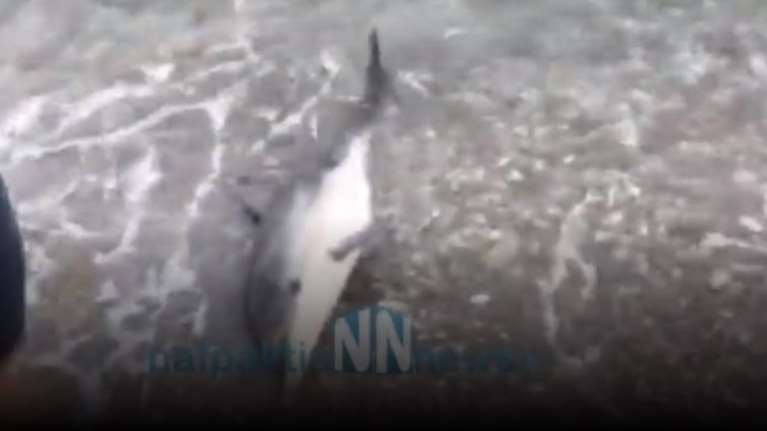 Αγωνιώδεις προσπάθειες διάσωσης δελφινιού δίπλα στην άψυχη μητέρα του