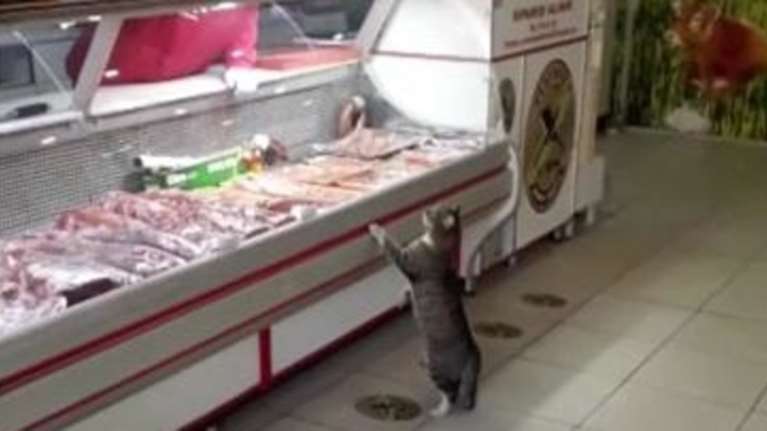 Κρεοπώλης κατασκεύασε τάφο για την πιο τακτική πελάτισσά του, τη γάτα Γεσίμ