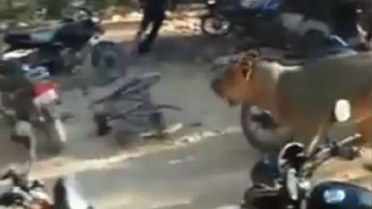 Πανικός σε χωριό της Ινδίας από ένα λιοντάρι (βίντεο)