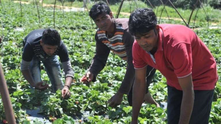Παραμένουν τραγικές οι συνθήκες στα φραουλοχώραφα της Μανωλάδας