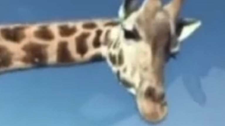 Πεινούσε πολύ η καμηλοπάρδαλη... (βίντεο)