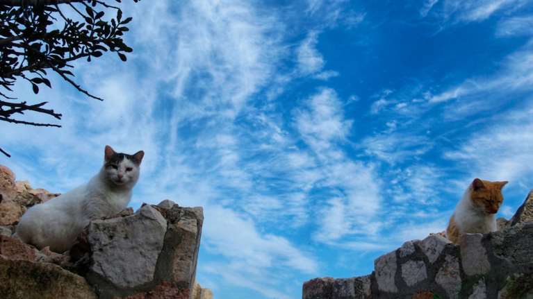 Πρόγνωση καιρού: Με 20άρια η εβδομάδα που έρχεται