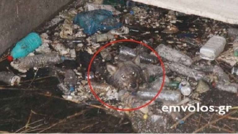 Διέσωσαν παγιδευμένο λύκο στο Πλατύ Ημαθίας [φωτό &amp; βίντεο]