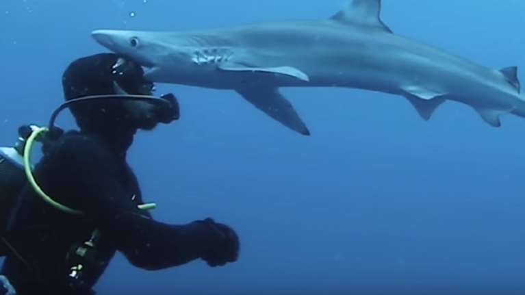 Το τετ α τετ του δύτη με τον καρχαρία κατέληξε σε... φιλί (βίντεο)