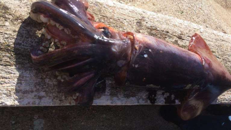 Έπιασε καλαμάρι δέκα κιλών στην Κεφαλονιά!