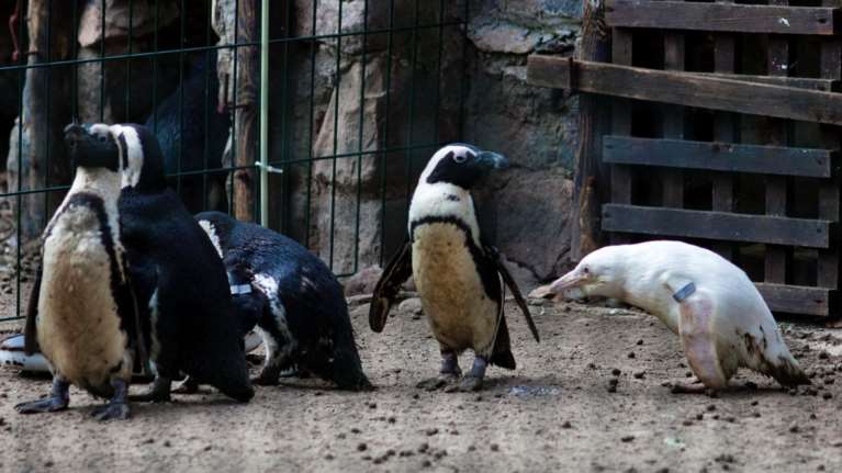 Πρώτη δημόσια εμφάνιση για τον αλμπίνο πιγκουίνο