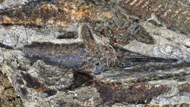 Για πρώτη φορά στο φως απολιθώματα ζώων από την ημέρα της «Αποκάλυψης»