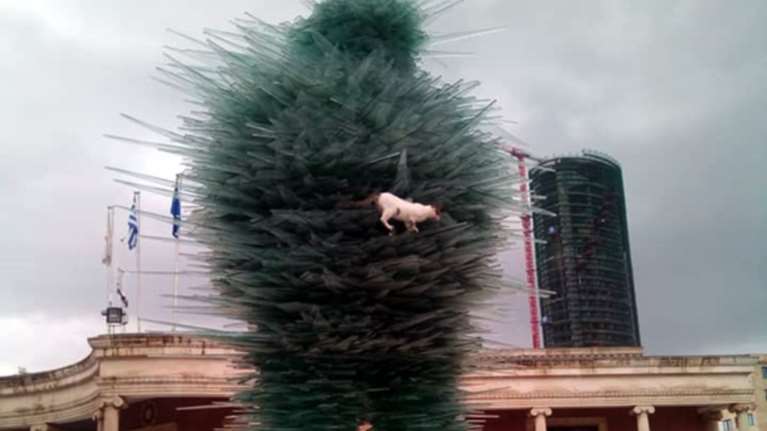 Πώς σκαρφάλωσε αυτός ο γάτος στον Ποιητή του Βαρώτσου;