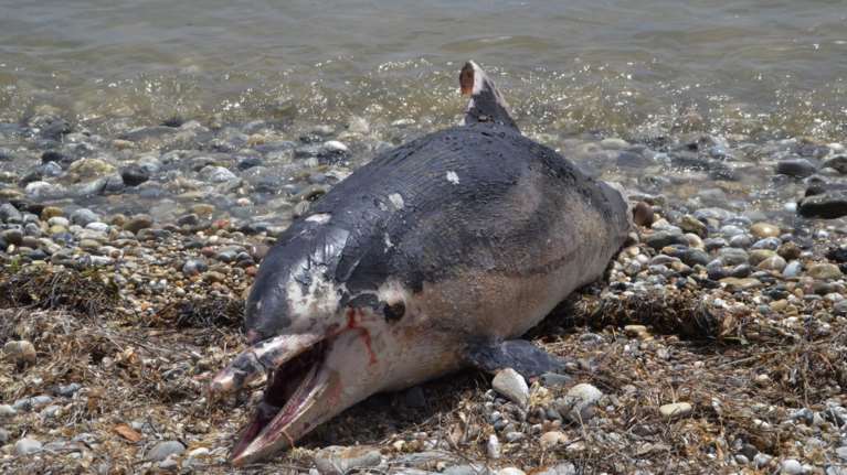 Νεκρά δελφίνια στο Αιγαίο μετά την τουρκική άσκηση «Γαλάζια Πατρίδα»