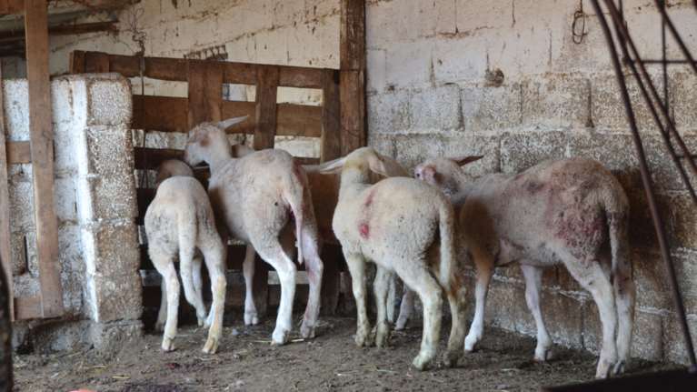 Μυτιλήνη: Σε κρίσιμη κατάσταση 54χρονος που μαχαιρώθηκε από 67χρονο για ένα... πρόβατο