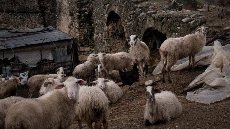 &quot;Φτερά&quot; έκαναν 120 πρόβατα από χωριό στην Κρήτη