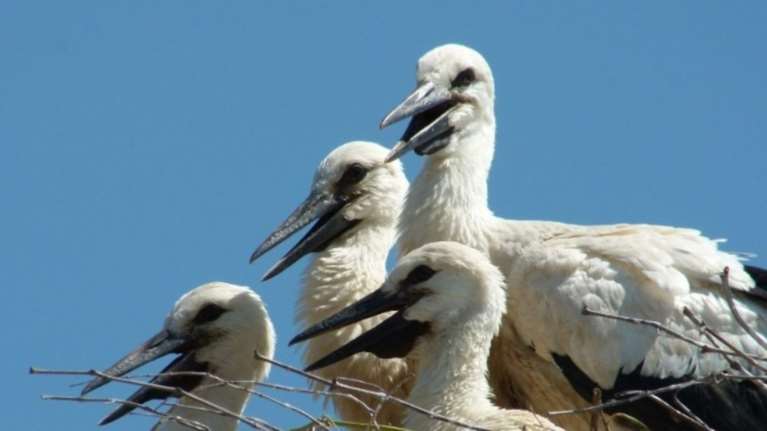 Οι πελαργοί επέστρεψαν και έφεραν την άνοιξη στη Θεσσαλία