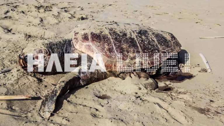 Καταγγελίες για θανάτωση χελώνων Caretta-Caretta στην Ηλεία