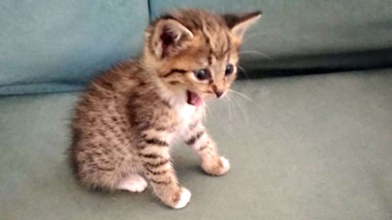 Κτηνωδία στην Κρήτη: «Σούβλισαν» γατάκι τη Μεγάλη Παρασκευή