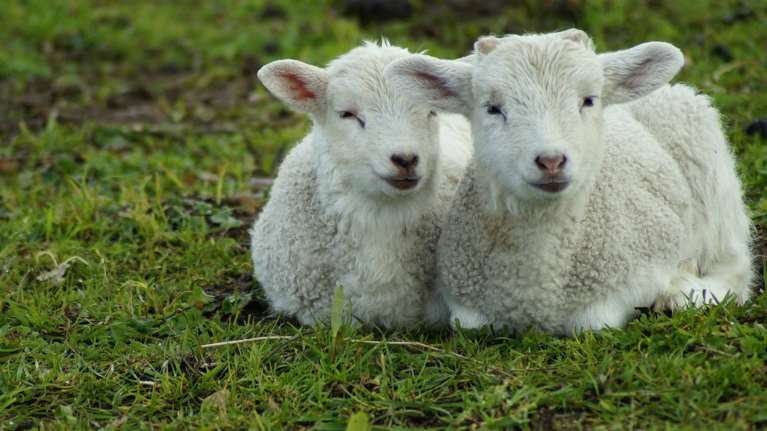 Ντροπή: Εκκλησία έκανε λαχειοφόρο αγορά και έδινε δώρο... αρνάκι - Το είχαν δεμένο στην αυλή