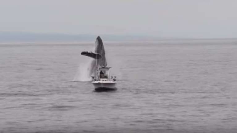 Το βίντεο που έγινε viral: Φάλαινα δίπλα σε βάρκα ψαρά