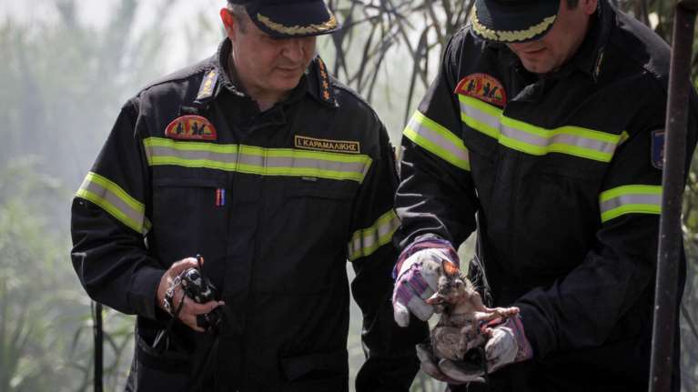 Εκκληση για τροφές για γατούλες στο πυρόπληκτο Μάτι