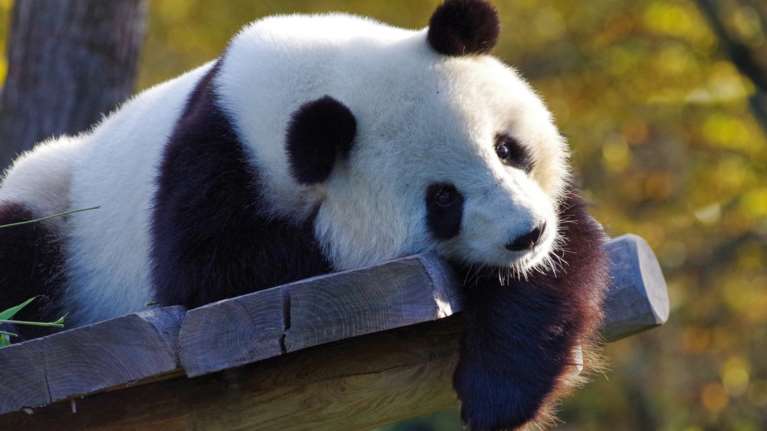 Δυο κινεζικά πάντα σφράγισαν την εμπιστοσύνη στις σχέσεις Μόσχας–Πεκίνου