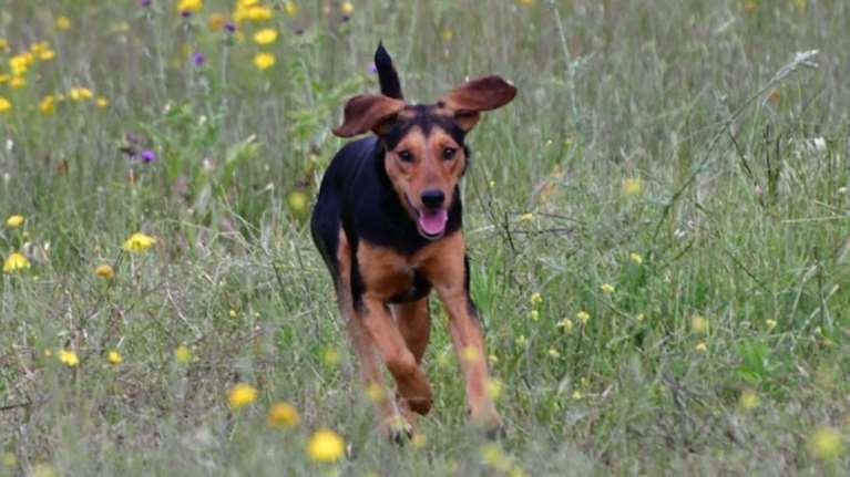 Αγχωμένο το αφεντικό αγχωμένος και ο σκύλος